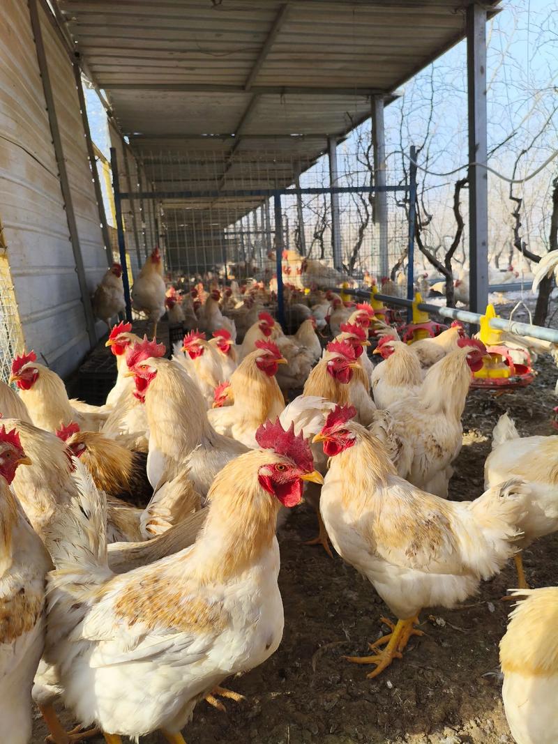 冬天养鸡有哪些关键技术要点?-第1张图片-宁夏农业信息网 冬天养鸡有哪些关键技术要点?-第1张图片-宁夏农业信息网