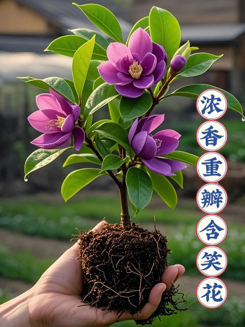 含笑花怎么养？7个方法看这里！-第2张图片-宁夏农业信息网