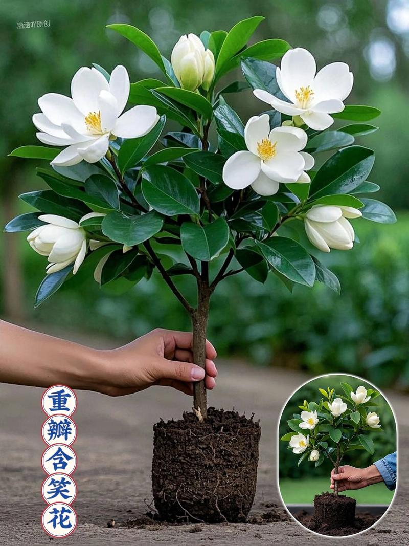含笑花怎么养？7个方法看这里！-第1张图片-宁夏农业信息网