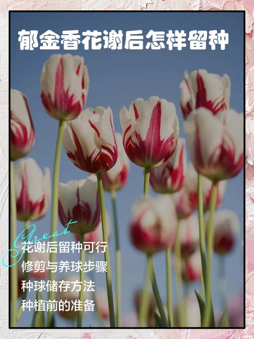 郁金香谢了后怎么养才能复花？-第1张图片-宁夏农业信息网