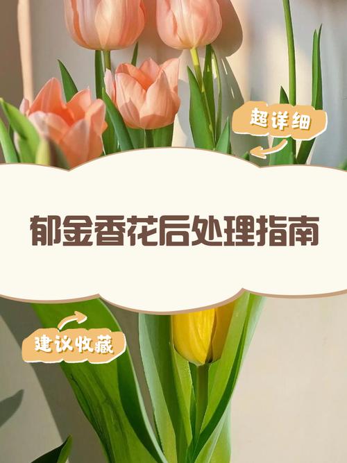 郁金香谢了后怎么养才能复花？-第3张图片-宁夏农业信息网