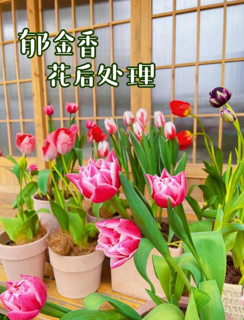 郁金香谢了后怎么养才能复花？-第2张图片-宁夏农业信息网