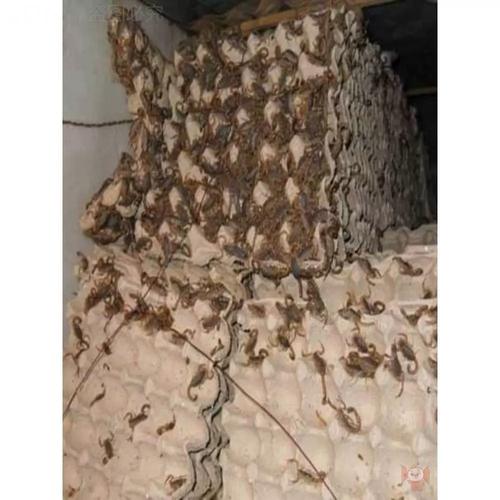 蛋托养蝎子怎么操作才正确？-第1张图片-宁夏农业信息网