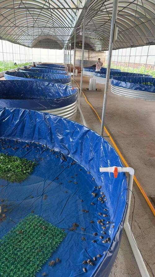 哪种水产养殖亩产最赚钱？-第3张图片-宁夏农业信息网