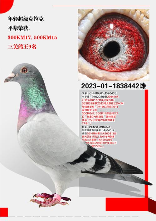 什么品种的鸽子最值钱？-第1张图片-宁夏农业信息网