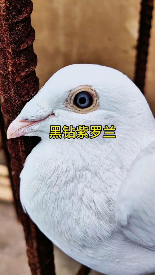 什么品种的鸽子最值钱？-第2张图片-宁夏农业信息网