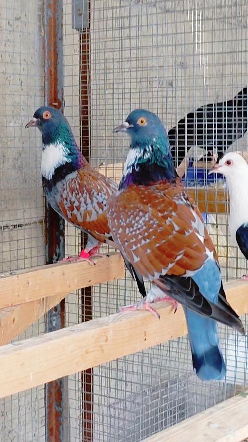 什么品种的鸽子最值钱？-第3张图片-宁夏农业信息网
