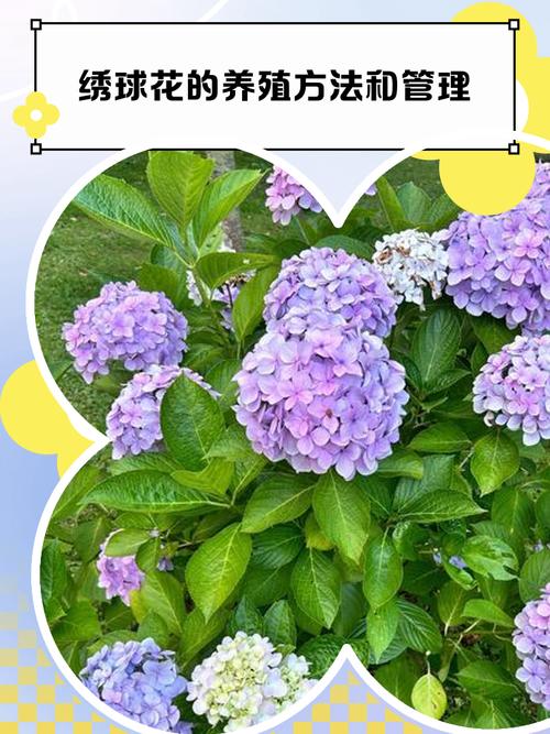 秋季绣球花怎么养才好？-第1张图片-宁夏农业信息网