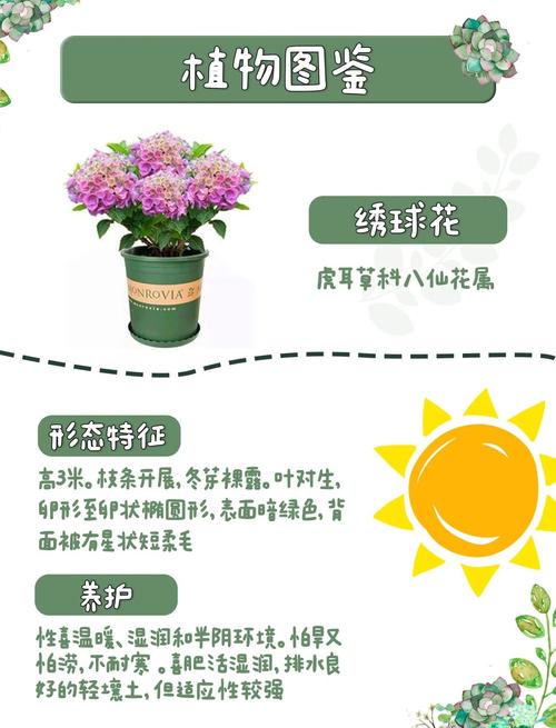 秋季绣球花怎么养才好?-第2张图片-宁夏农业信息网 秋季绣球花怎么养才好?-第2张图片-宁夏农业信息网