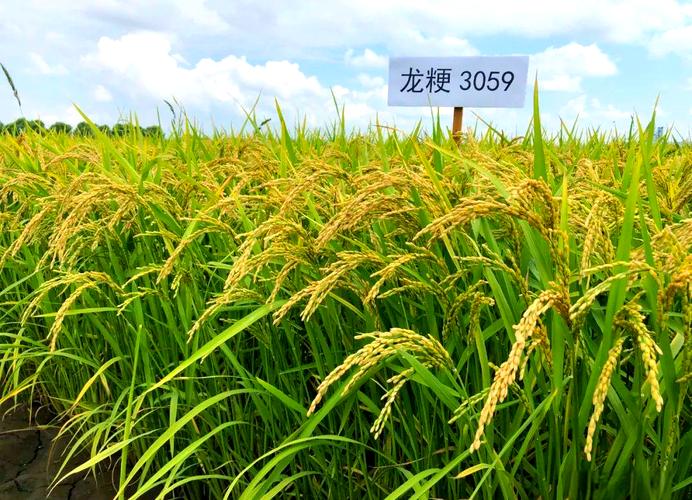 粒小水稻有哪些品种?-第2张图片-宁夏农业信息网 粒小水稻有哪些品种?-第2张图片-宁夏农业信息网