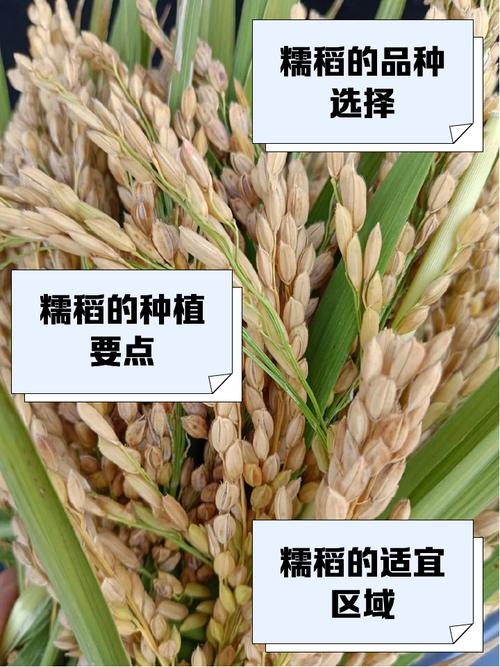 粒小水稻有哪些品种?-第1张图片-宁夏农业信息网 粒小水稻有哪些品种?-第1张图片-宁夏农业信息网