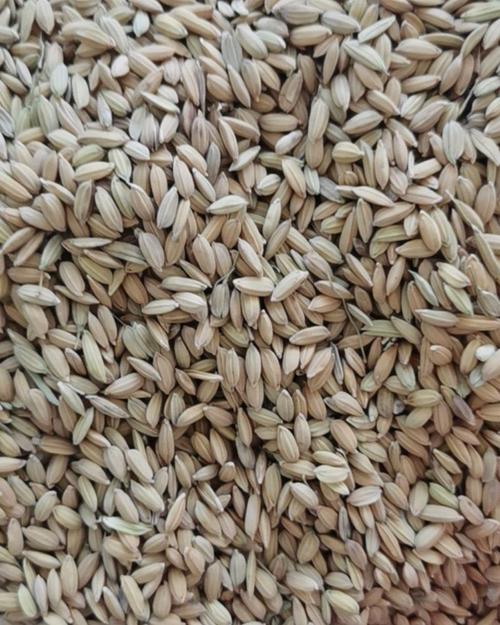 粒小水稻有哪些品种?-第3张图片-宁夏农业信息网 粒小水稻有哪些品种?-第3张图片-宁夏农业信息网