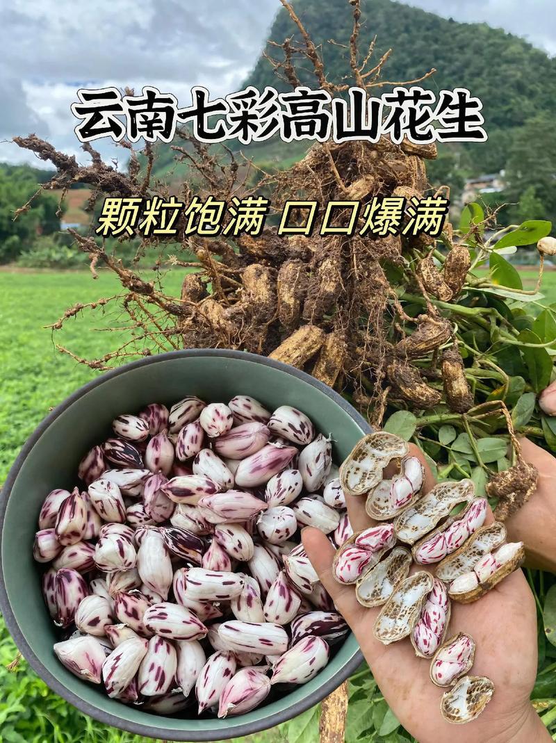 七彩花生怎么种?图解方法看这里!-第2张图片-宁夏农业信息网 七彩花生怎么种?图解方法看这里!-第2张图片-宁夏农业信息网