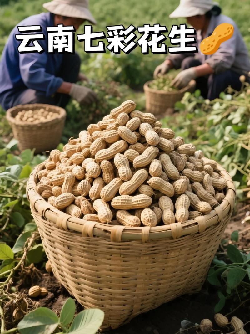 七彩花生怎么种?图解方法看这里!-第3张图片-宁夏农业信息网 七彩花生怎么种?图解方法看这里!-第3张图片-宁夏农业信息网