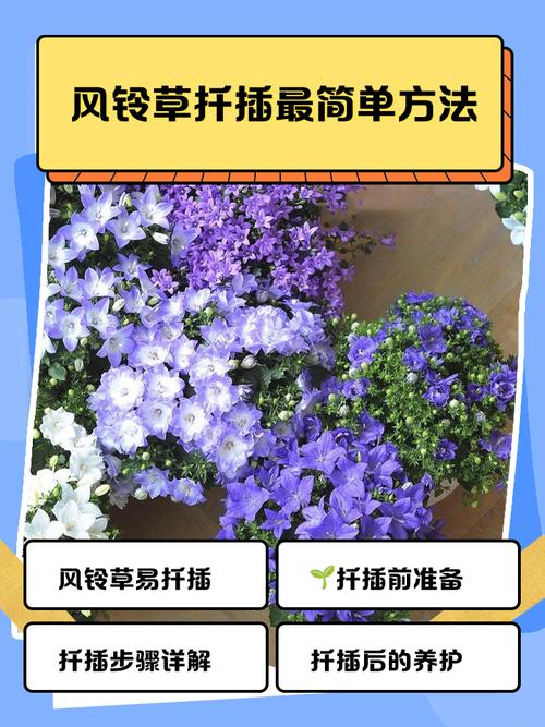 法国风铃草怎么养？-第2张图片-宁夏农业信息网