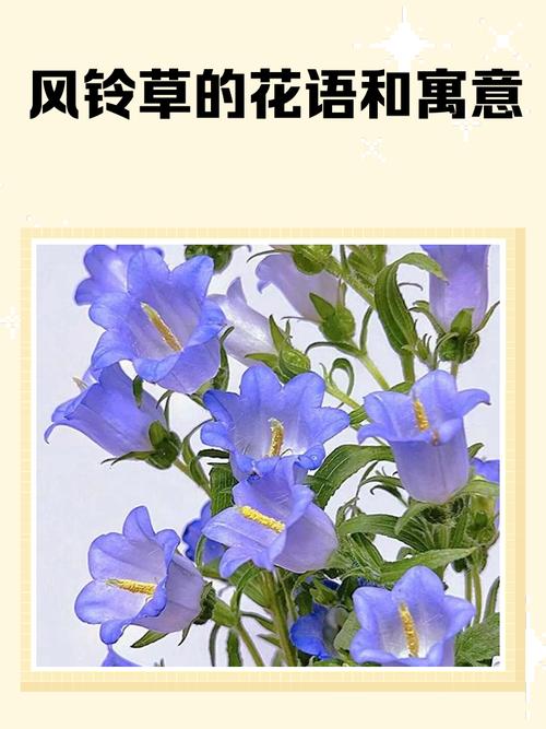 法国风铃草怎么养？-第3张图片-宁夏农业信息网