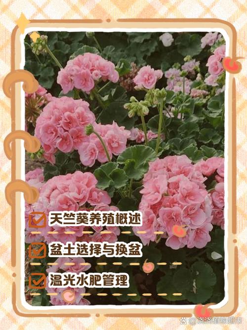 秋季天竺葵怎么养才旺？-第1张图片-宁夏农业信息网