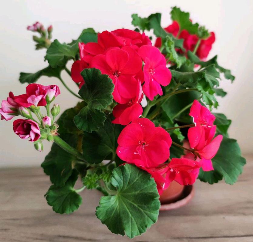 秋季天竺葵怎么养才旺？-第3张图片-宁夏农业信息网