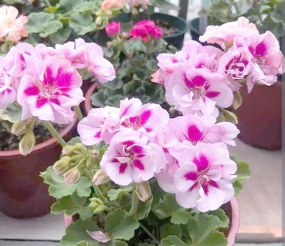 秋季天竺葵怎么养才旺？-第2张图片-宁夏农业信息网