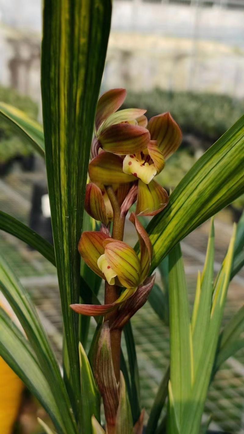 舟山最名贵的兰花品种是哪一种？-第1张图片-宁夏农业信息网