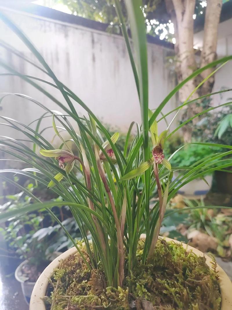 舟山最名贵的兰花品种是哪一种？-第2张图片-宁夏农业信息网