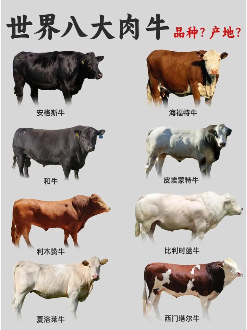 散养牛选什么品种好?-第3张图片-宁夏农业信息网 散养牛选什么品种好?-第3张图片-宁夏农业信息网