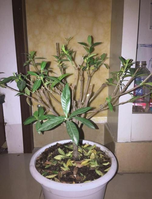 栀子花怎么剪枝?看图学剪有技巧?-第1张图片-宁夏农业信息网 栀子花怎么剪枝?看图学剪有技巧?-第1张图片-宁夏农业信息网