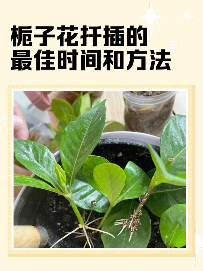 栀子花怎么剪枝?看图学剪有技巧?-第2张图片-宁夏农业信息网 栀子花怎么剪枝?看图学剪有技巧?-第2张图片-宁夏农业信息网