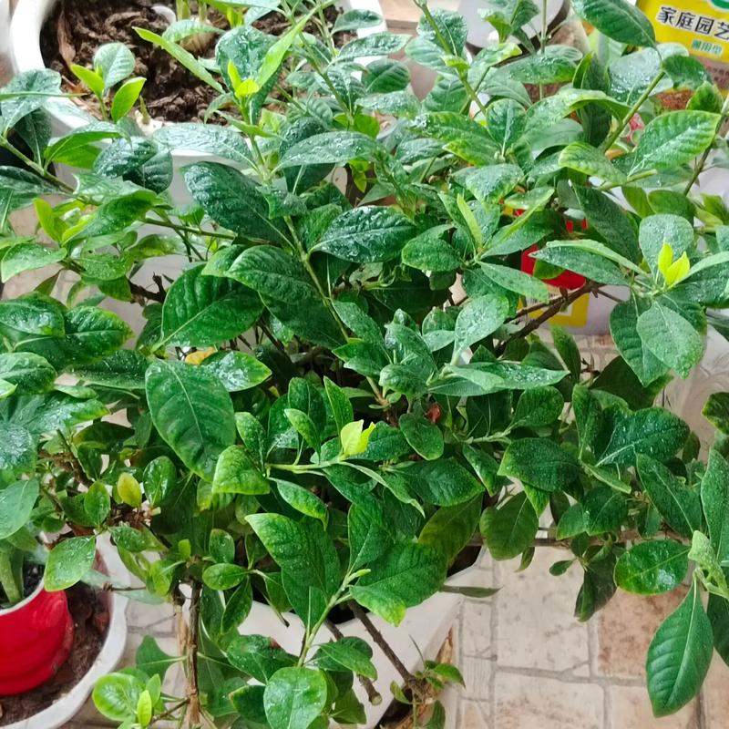 栀子花怎么剪枝？看图学剪有技巧？-第3张图片-宁夏农业信息网