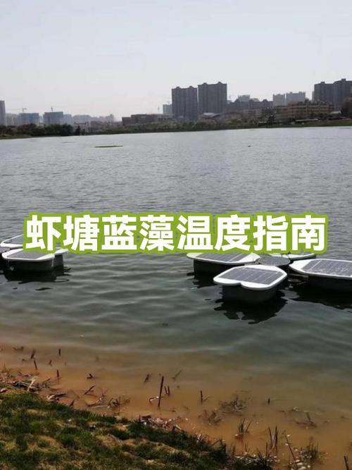 虾塘蓝藻爆发怎么办？-第1张图片-宁夏农业信息网