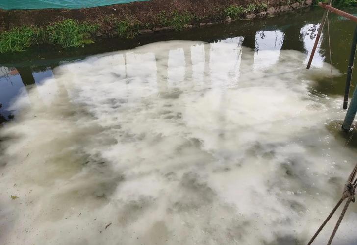 虾塘蓝藻爆发怎么办？-第3张图片-宁夏农业信息网