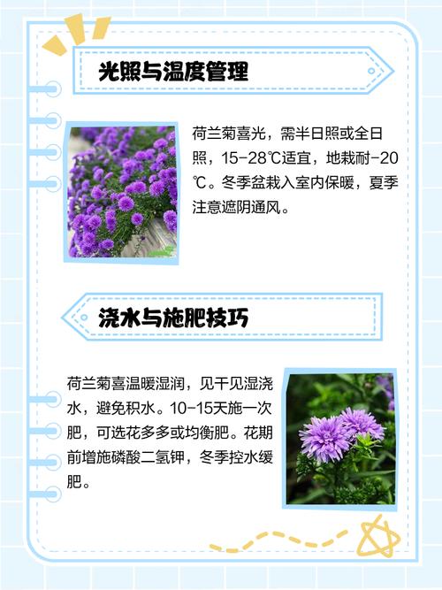 荷兰菊如何扦插养殖?-第1张图片-宁夏农业信息网 荷兰菊如何扦插养殖?-第1张图片-宁夏农业信息网