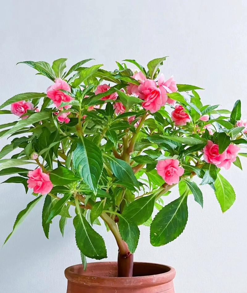 荷兰菊如何扦插养殖?-第3张图片-宁夏农业信息网 荷兰菊如何扦插养殖?-第3张图片-宁夏农业信息网