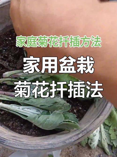 荷兰菊如何扦插养殖？-第2张图片-宁夏农业信息网