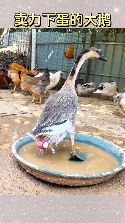 哪种鹅品种下蛋最多?-第1张图片-宁夏农业信息网 哪种鹅品种下蛋最多?-第1张图片-宁夏农业信息网