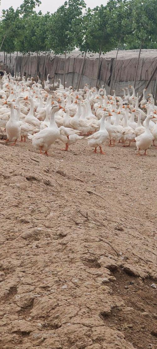 哪种鹅品种下蛋最多？-第2张图片-宁夏农业信息网