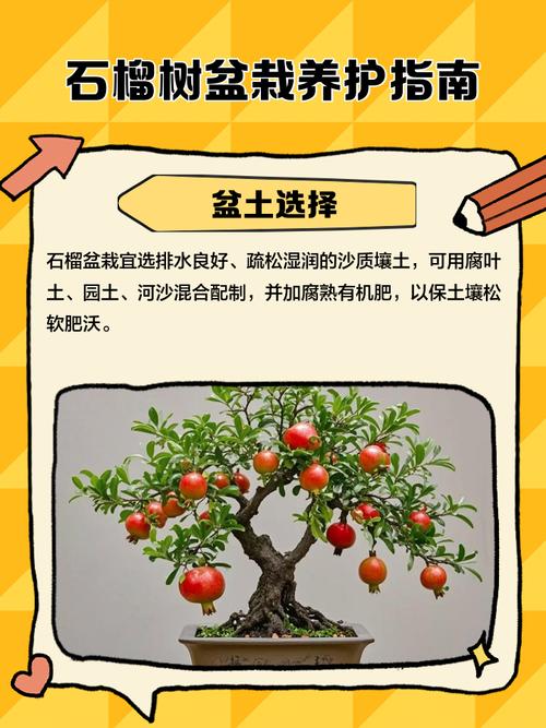 花卉石榴树怎么养才好?-第1张图片-宁夏农业信息网 花卉石榴树怎么养才好?-第1张图片-宁夏农业信息网