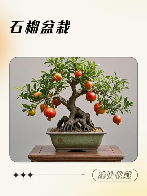 花卉石榴树怎么养才好?-第2张图片-宁夏农业信息网 花卉石榴树怎么养才好?-第2张图片-宁夏农业信息网