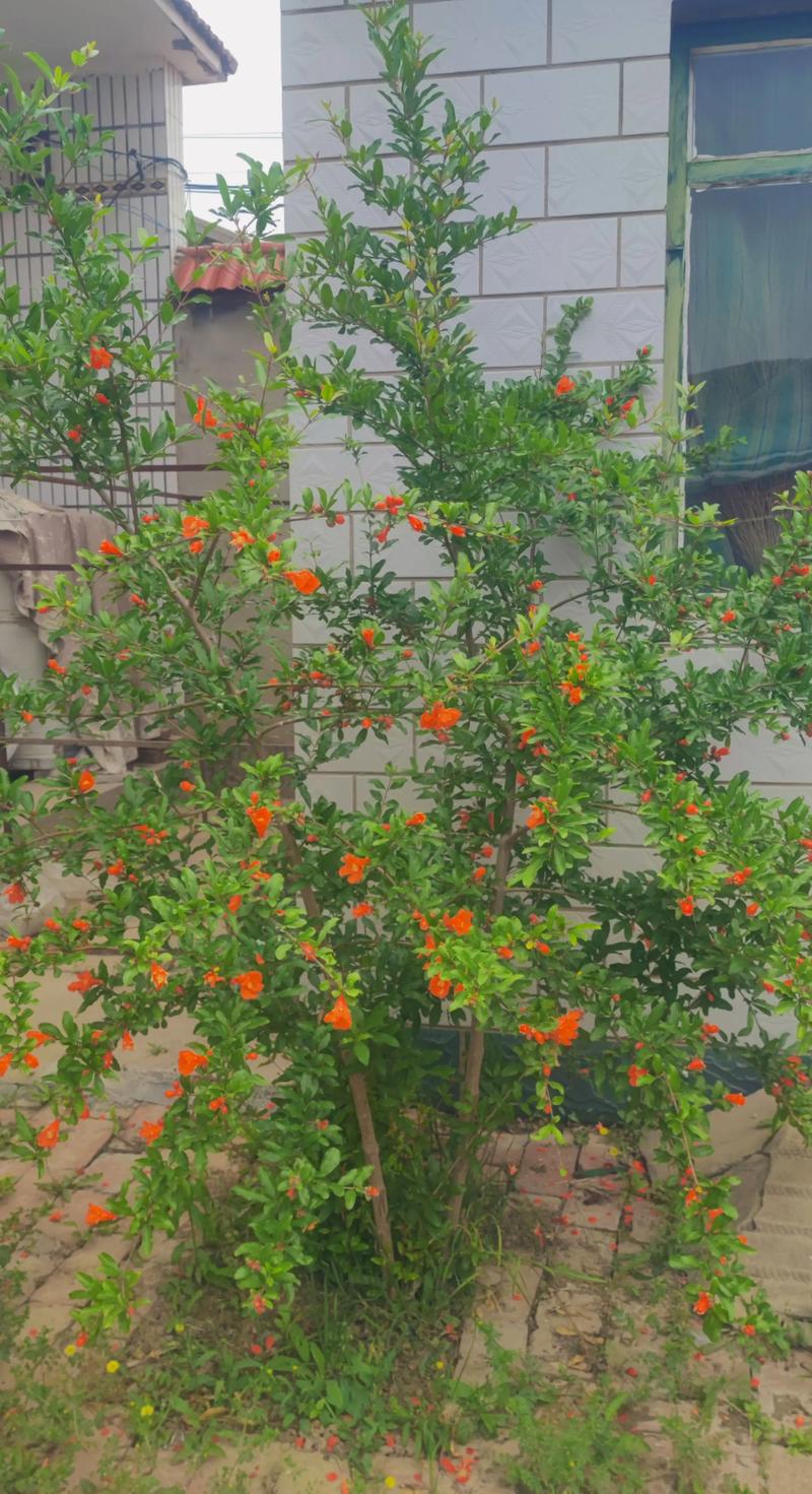 花卉石榴树怎么养才好?-第3张图片-宁夏农业信息网 花卉石榴树怎么养才好?-第3张图片-宁夏农业信息网