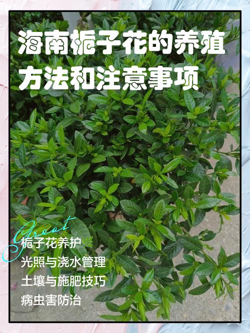 栀子花怎么养才能开花多又香？-第3张图片-宁夏农业信息网