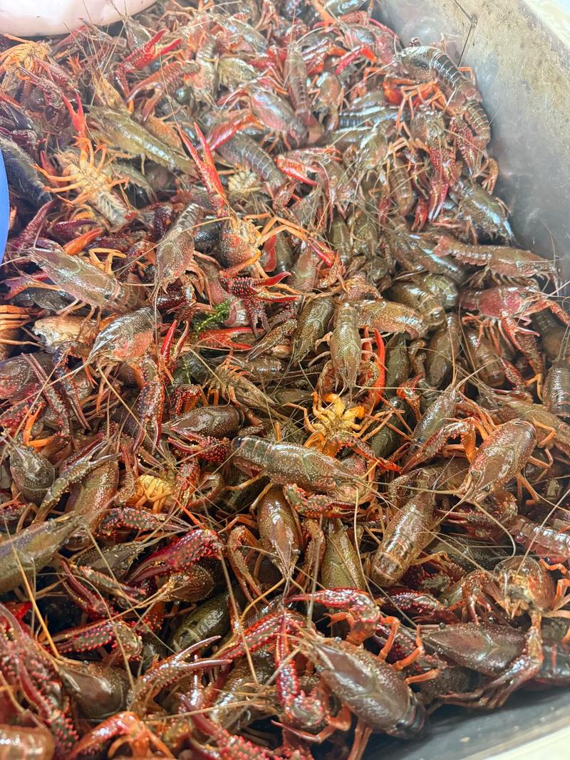 龙虾养殖市场行情如何?-第1张图片-宁夏农业信息网 龙虾养殖市场行情如何?-第1张图片-宁夏农业信息网