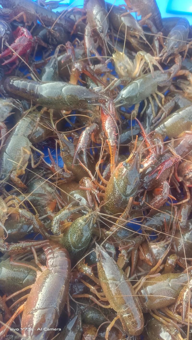龙虾养殖市场行情如何?-第3张图片-宁夏农业信息网 龙虾养殖市场行情如何?-第3张图片-宁夏农业信息网