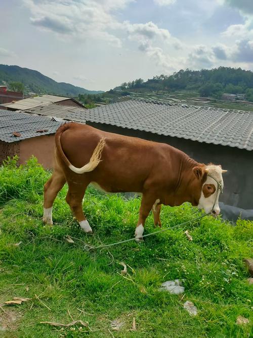 东北适合养啥牛品种？-第2张图片-宁夏农业信息网