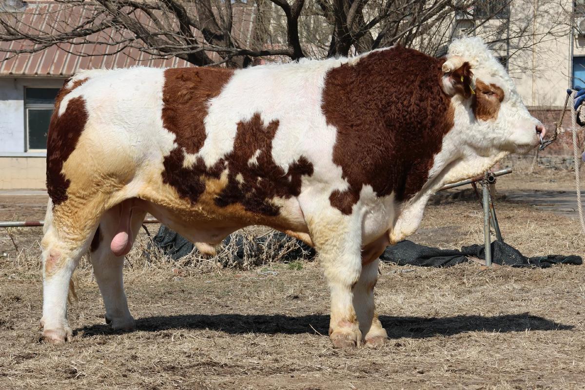 东北适合养啥牛品种?-第1张图片-宁夏农业信息网 东北适合养啥牛品种?-第1张图片-宁夏农业信息网