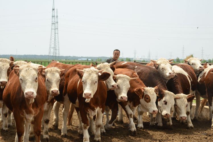 东北适合养啥牛品种?-第3张图片-宁夏农业信息网 东北适合养啥牛品种?-第3张图片-宁夏农业信息网