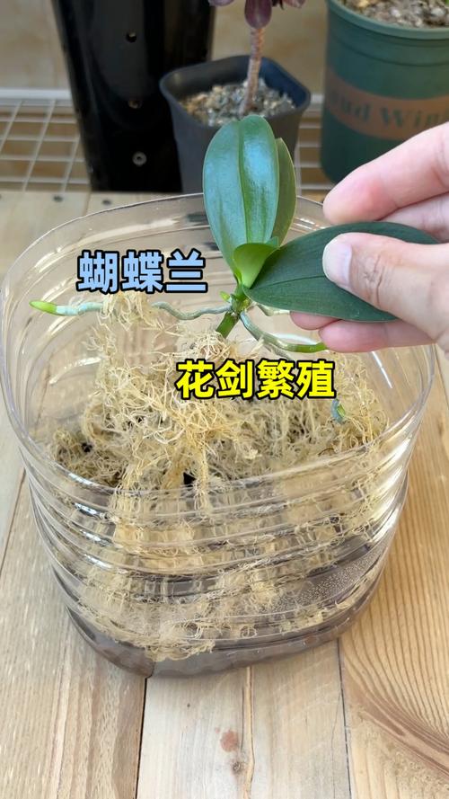 蝴蝶兰花怎么繁殖？视频教你方法-第1张图片-宁夏农业信息网