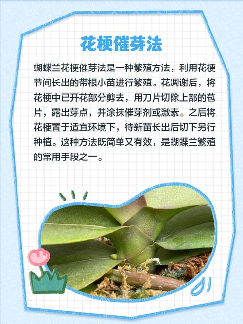 蝴蝶兰花怎么繁殖？视频教你方法-第2张图片-宁夏农业信息网