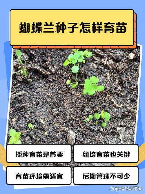 蝴蝶兰花怎么繁殖？视频教你方法-第3张图片-宁夏农业信息网