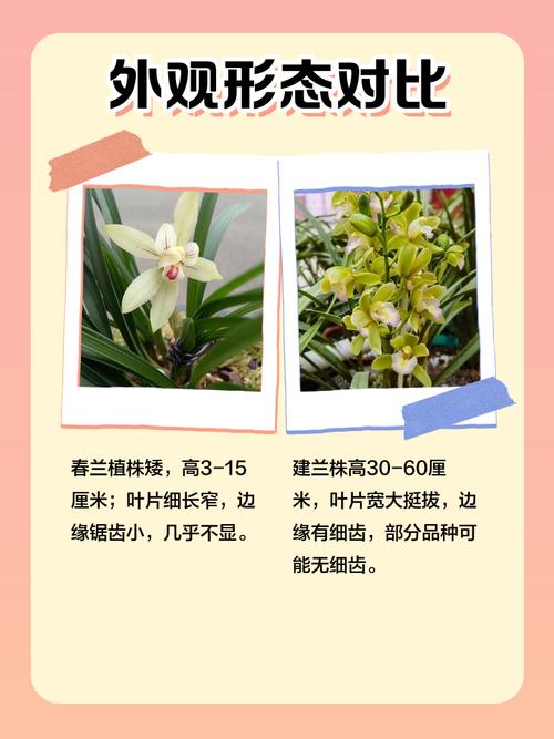 建兰春兰哪个更值得养？-第1张图片-宁夏农业信息网