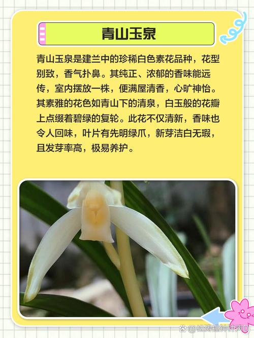 建兰春兰哪个更值得养？-第2张图片-宁夏农业信息网